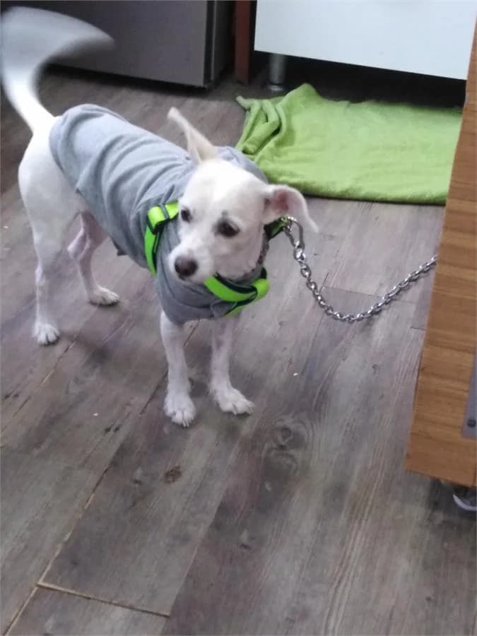 Linda,  Mixed Breed for adoption at Yedikule Hayvan Barinagi, Istanbul