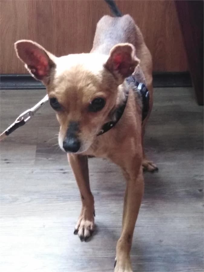 Sushi, Mixed Breed (Yedikule Hayvan Barinagi)