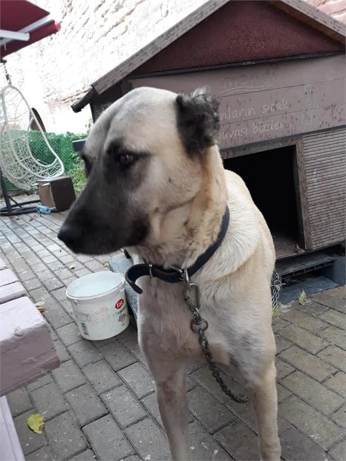 Zara, Mixed Breed (Yedikule Hayvan Barinagi)