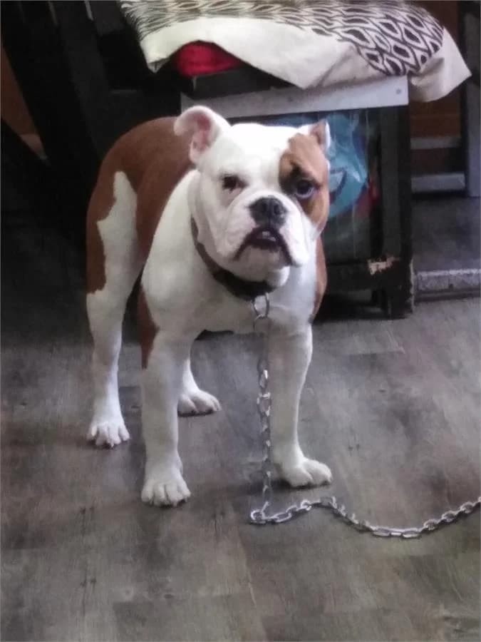 Moris, Mixed Breed (Yedikule Hayvan Barinagi)