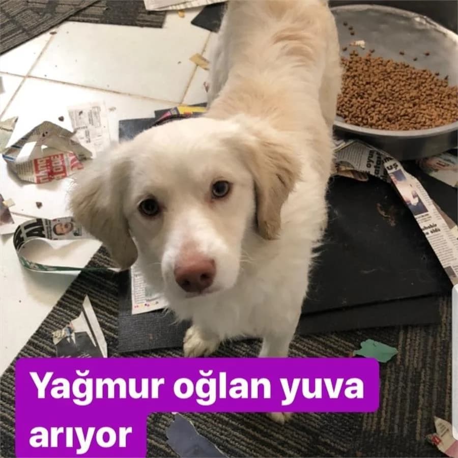 Um, Mixed Breed (Yedikule Hayvan Barinagi)