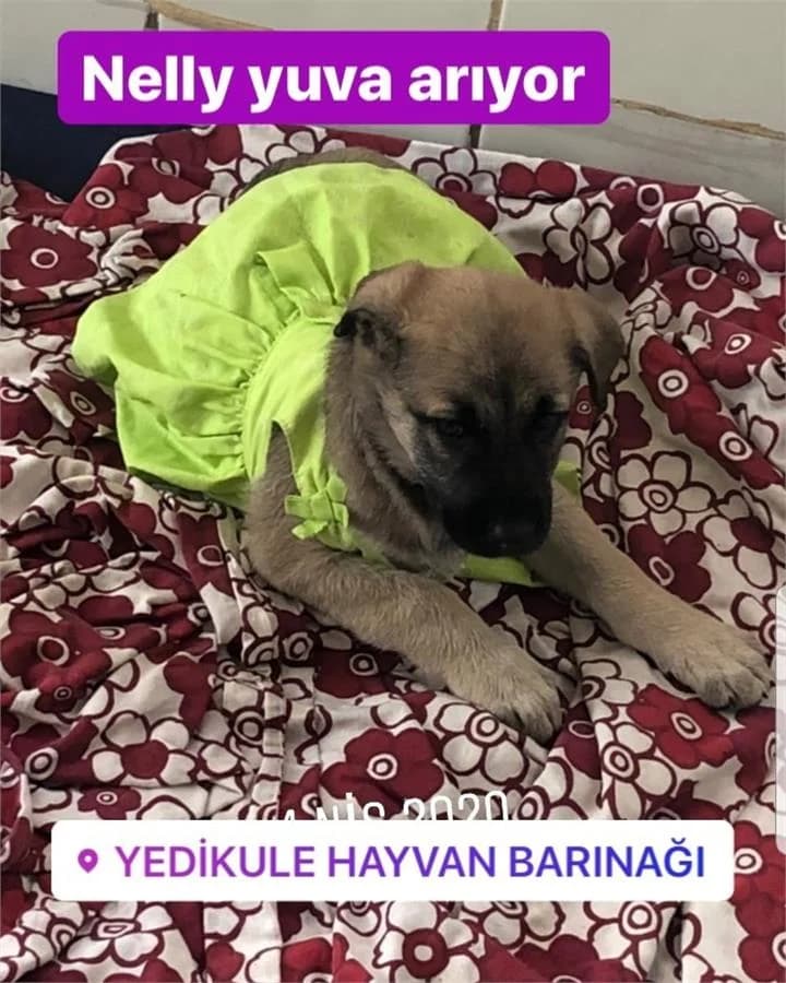 Bebek Nelly, Mixed Breed (Yedikule Hayvan Barinagi)