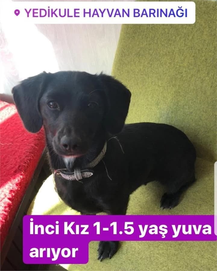 Inci, Mixed Breed (Yedikule Hayvan Barinagi)