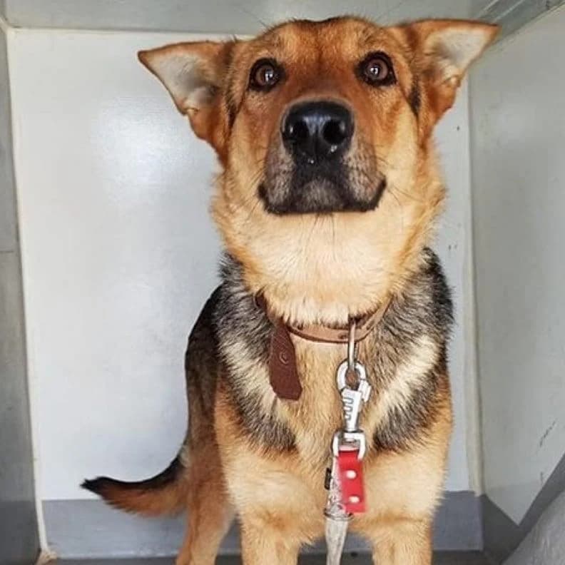 Angel, Mixed Breed (Yedikule Hayvan Barinagi)