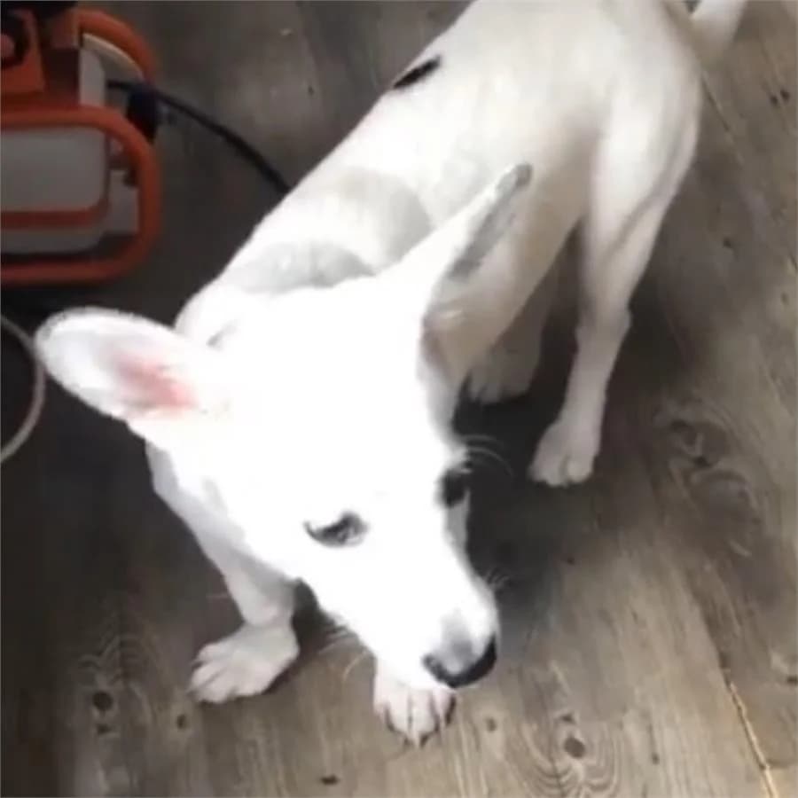 Fako, Mixed Breed (Yedikule Hayvan Barinagi)
