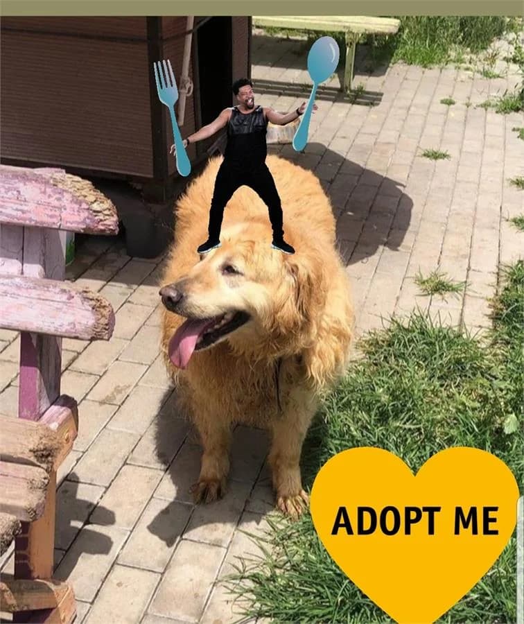Tulum, Mixed Breed (Yedikule Hayvan Barinagi)