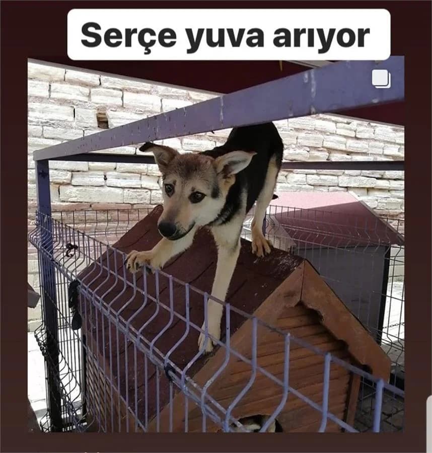 Serçe, Mixed Breed (Yedikule Hayvan Barinagi)