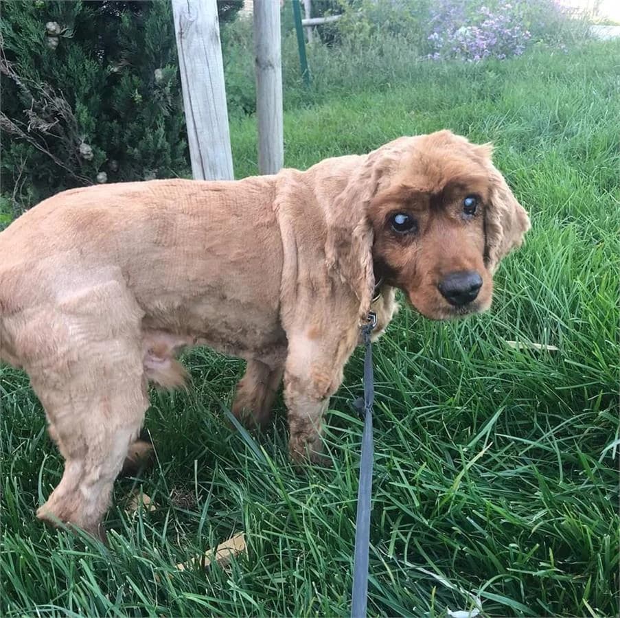 Visky (yuva Bulan), Mixed Breed for adoption at Yedikule Hayvan Barinagi, Istanbul