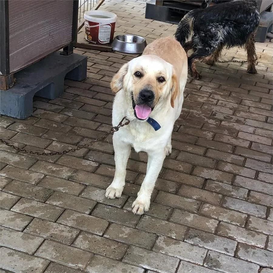 Tommy, Mixed Breed (Yedikule Hayvan Barinagi)
