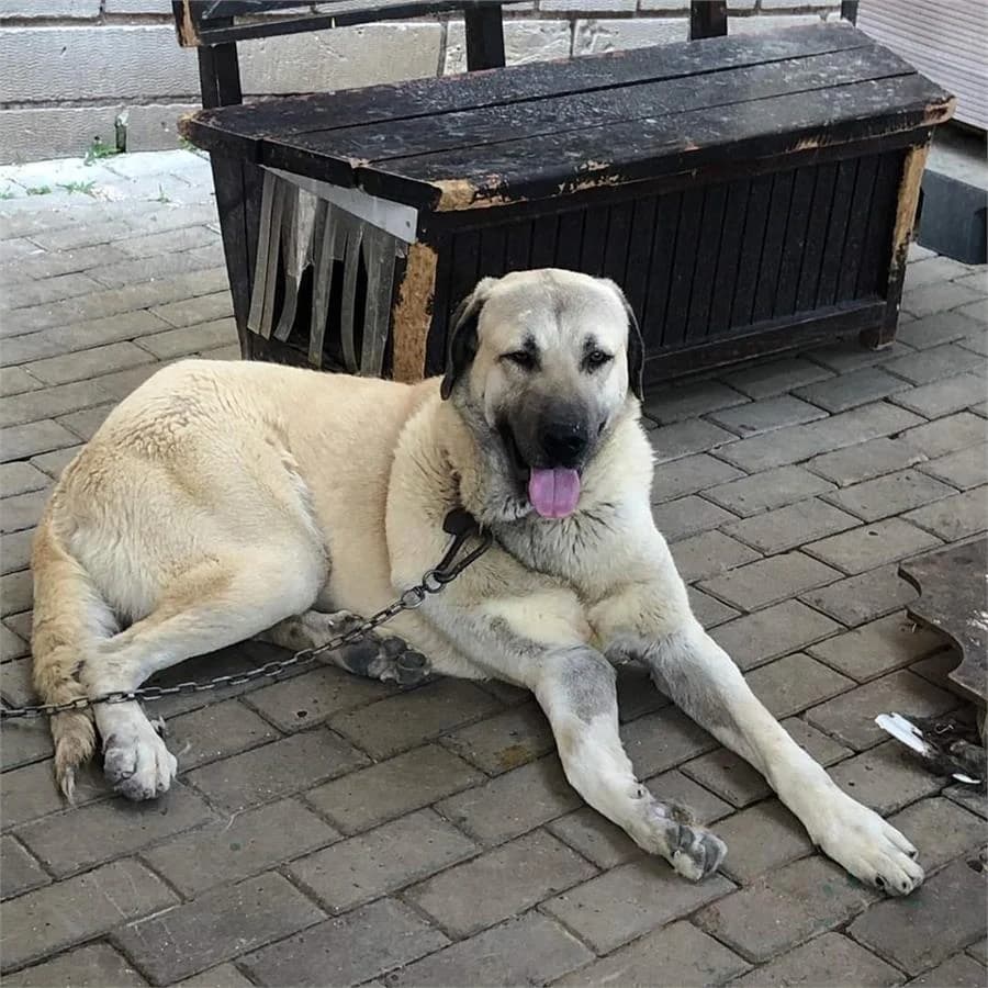 Efe, Mixed Breed (Yedikule Hayvan Barinagi)
