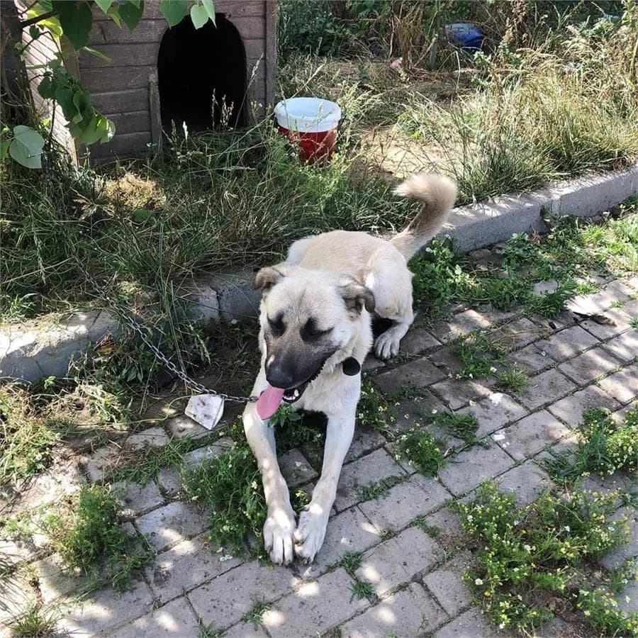 Badi, Mixed Breed (Yedikule Hayvan Barinagi)