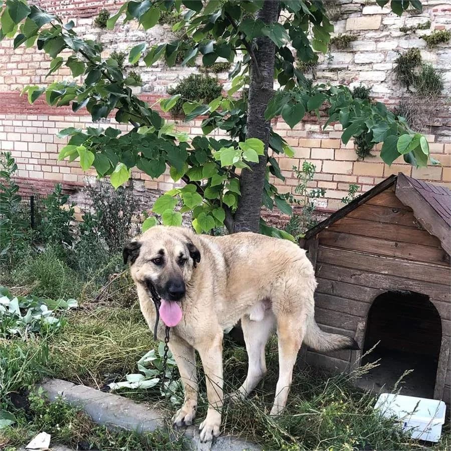 Bozo, Mixed Breed (Yedikule Hayvan Barinagi)