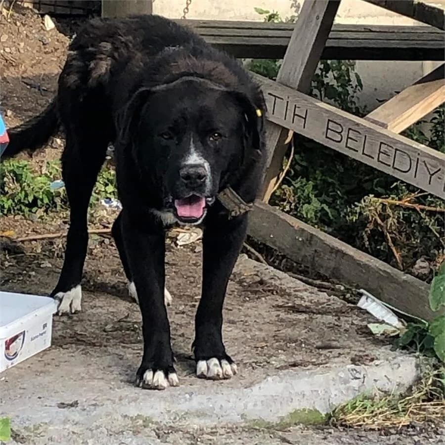 Hard, Mixed Breed (Yedikule Hayvan Barinagi)