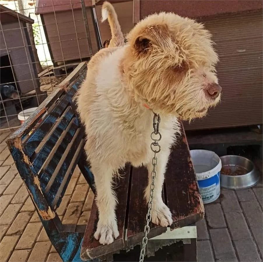 Balkiz, Mixed Breed (Yedikule Hayvan Barinagi)