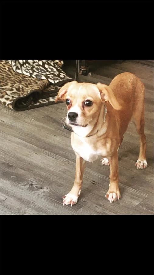 Heves Değil Nefes, Mixed Breed for adoption at Yedikule Hayvan Barinagi, Istanbul
