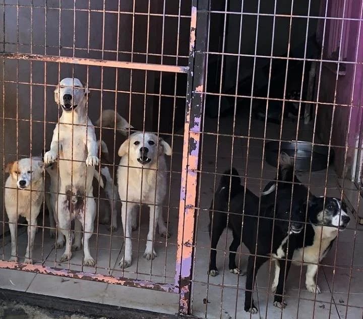 Yuva Arayan Küçük Irklar, Mixed Breed for adoption at Yedikule Hayvan Barinagi, Istanbul