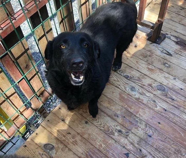 Karam, Mixed Breed (Yedikule Hayvan Barinagi)