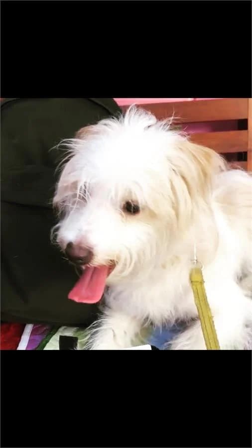 Lia, Mixed Breed (Yedikule Hayvan Barinagi)