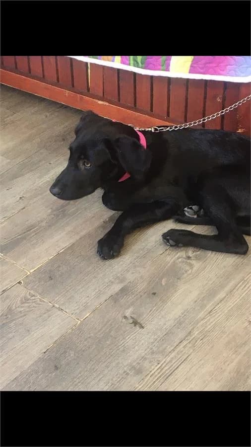 Zeytin, Mixed Breed (Yedikule Hayvan Barinagi)