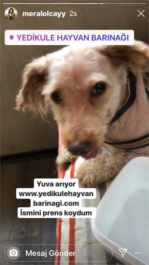 Prens, Mixed Breed (Yedikule Hayvan Barinagi)