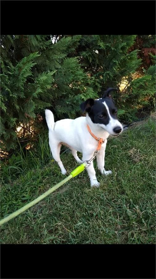 Panda, Mixed Breed (Yedikule Hayvan Barinagi)