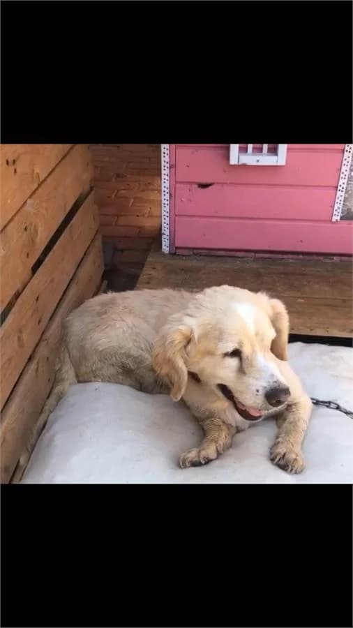 Sunday (melek Oldu), Mixed Breed for adoption at Yedikule Hayvan Barinagi, Istanbul