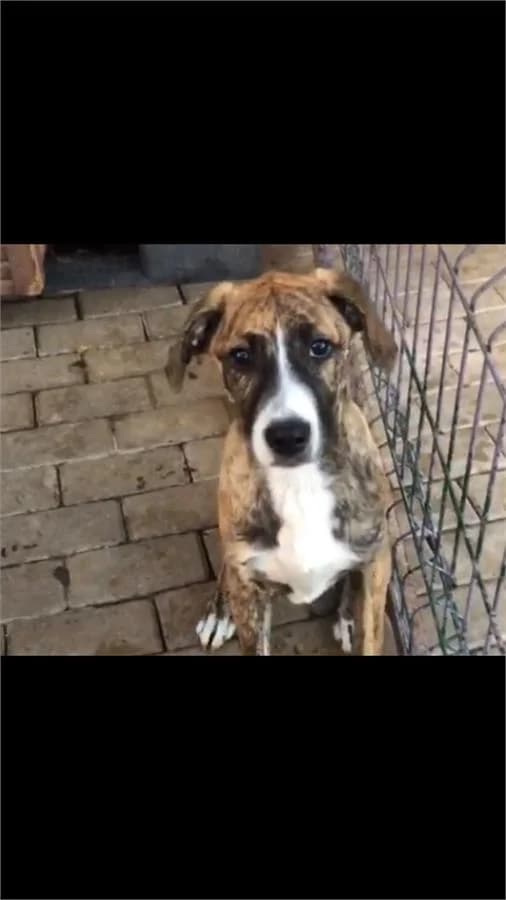 Um, Mixed Breed (Yedikule Hayvan Barinagi)