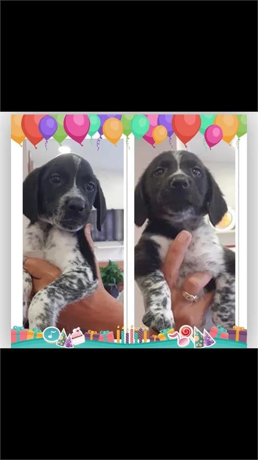 Meri&small, Mixed Breed (Yedikule Hayvan Barinagi)