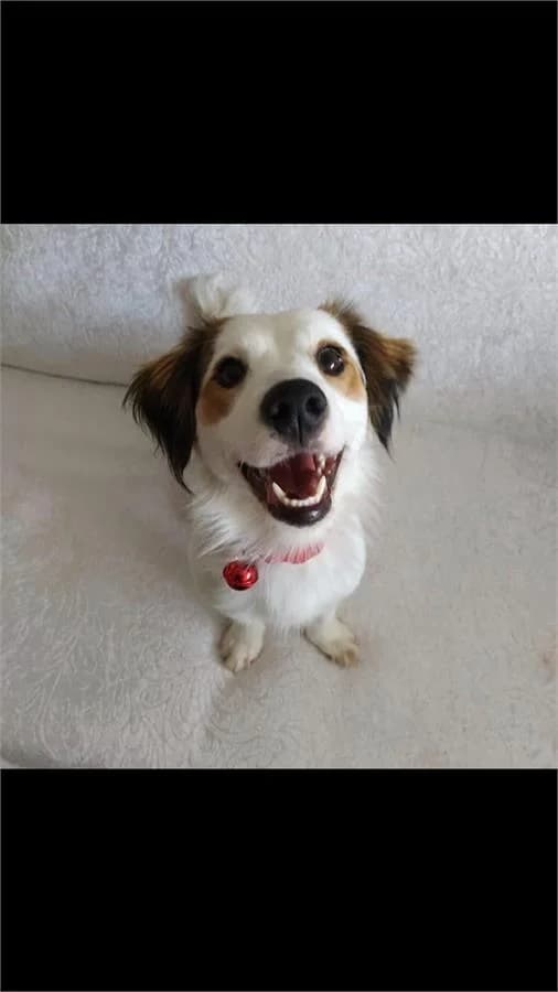Lusi, Mixed Breed (Yedikule Hayvan Barinagi)