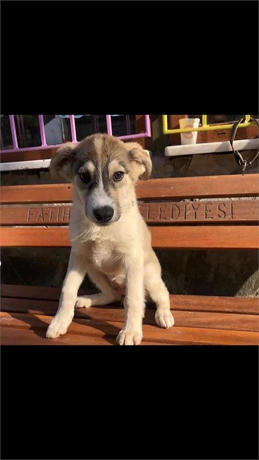 Asena, Mixed Breed (Yedikule Hayvan Barinagi)