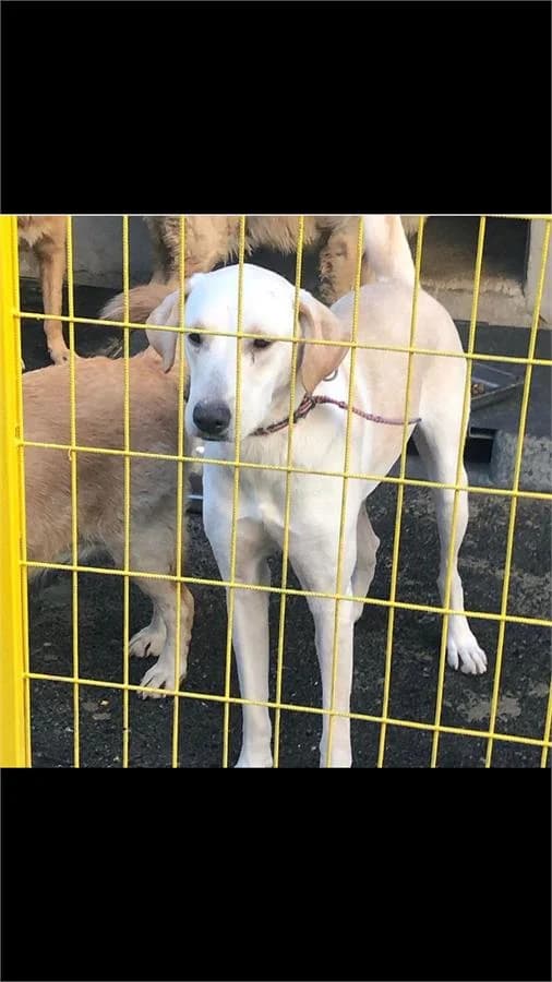Masal, Mixed Breed (Yedikule Hayvan Barinagi)