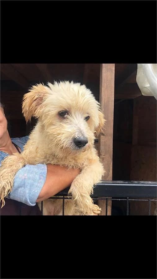 Miu, Mixed Breed (Yedikule Hayvan Barinagi)