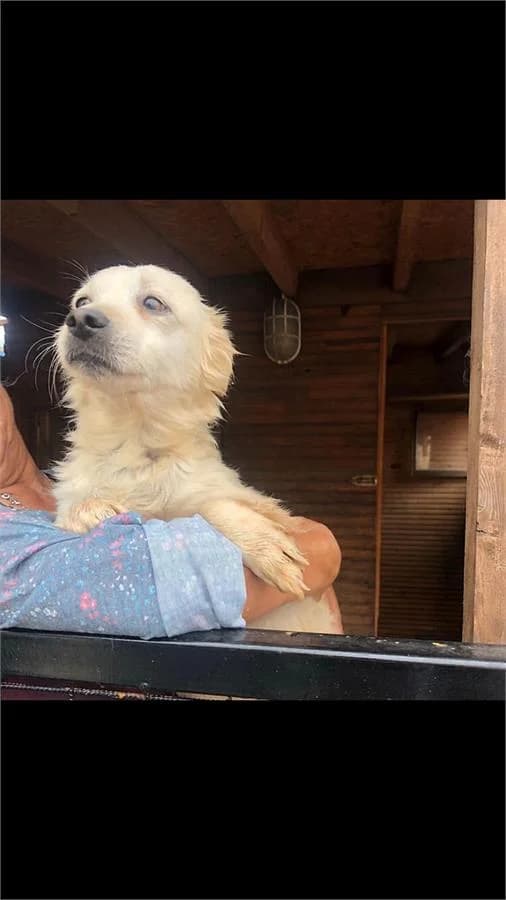 Teo Abimiz, Mixed Breed (Yedikule Hayvan Barinagi)