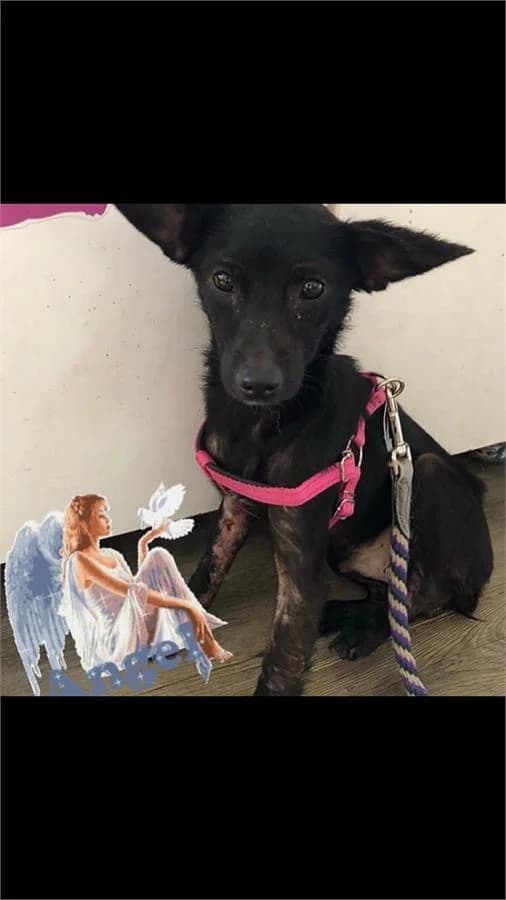 Çiko Çocuğun Meleği Senmisin, Mixed Breed for adoption at Yedikule Hayvan Barinagi, Istanbul