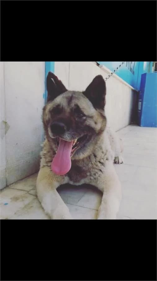 Nazlı, Mixed Breed (Yedikule Hayvan Barinagi)