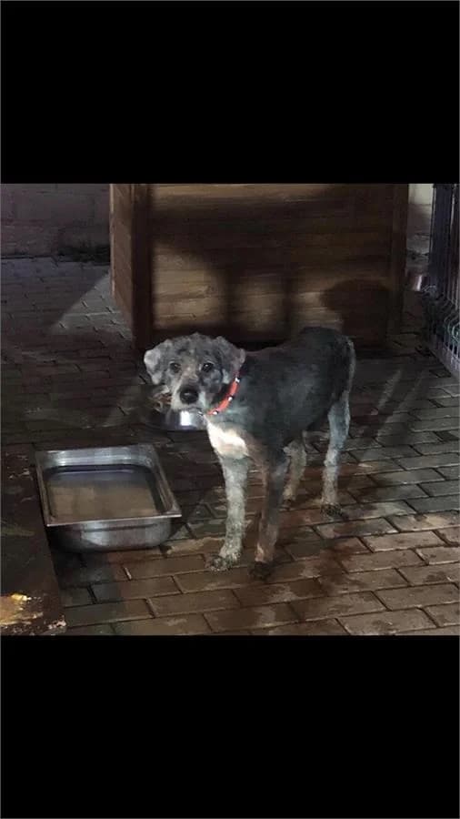 Bulut, Mixed Breed (Yedikule Hayvan Barinagi)