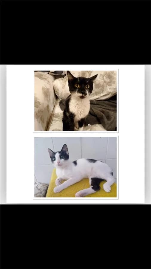 Kartal & Çarşı, Mixed Breed for adoption at Yedikule Hayvan Barinagi, Istanbul