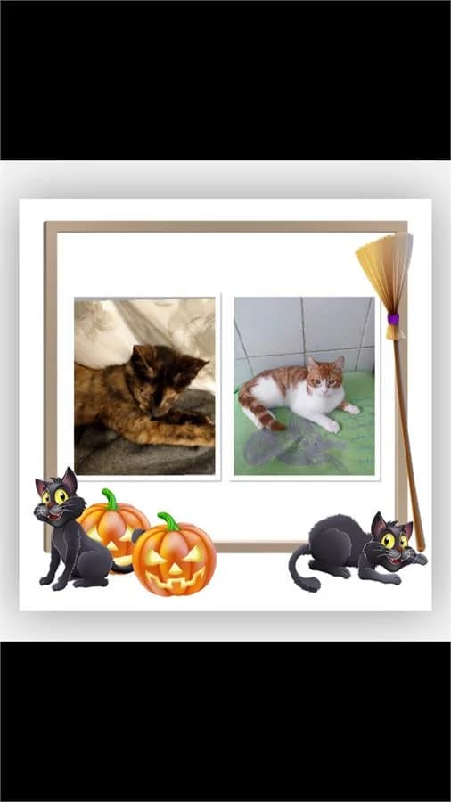 Latte Ve Limon, Mixed Breed (Yedikule Hayvan Barinagi)