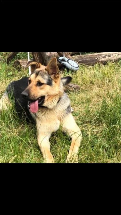 Jupi, Mixed Breed (Yedikule Hayvan Barinagi)
