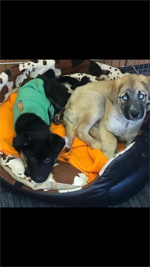 Helena& Güçlü, Mixed Breed for adoption at Yedikule Hayvan Barinagi, Istanbul