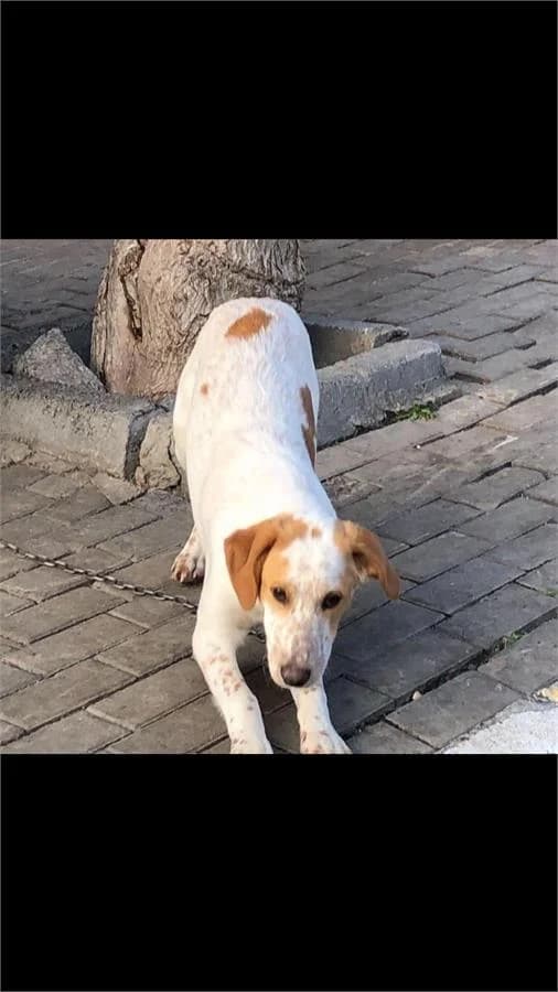 Çaça, Mixed Breed (Yedikule Hayvan Barinagi)