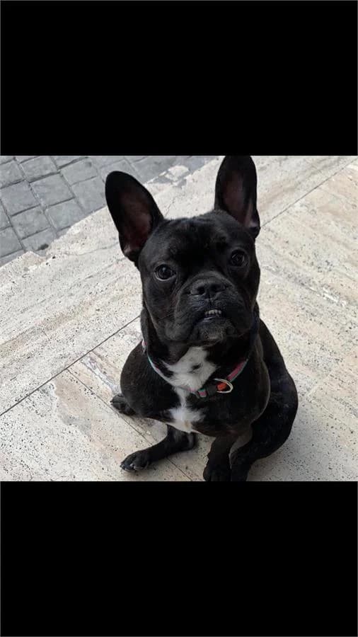 Ares, Mixed Breed (Yedikule Hayvan Barinagi)