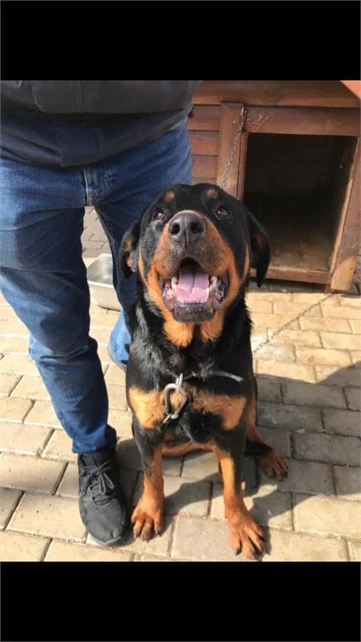 Sümbül, Mixed Breed (Yedikule Hayvan Barinagi)