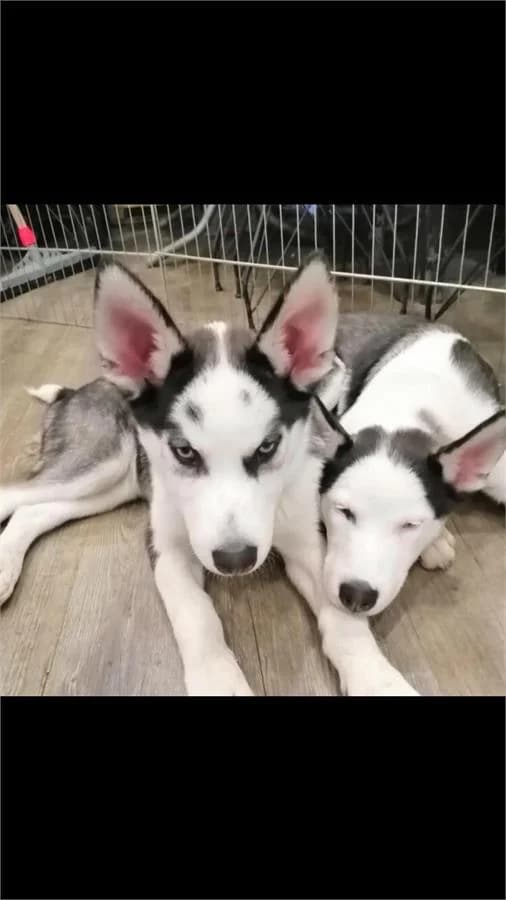 Heidi Ve Peter, Mixed Breed (Yedikule Hayvan Barinagi)