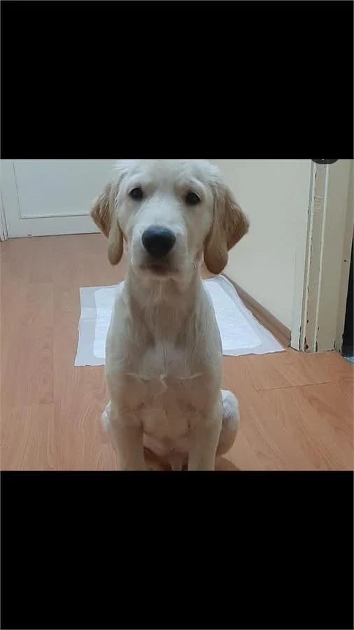 Ponçik, Mixed Breed (Yedikule Hayvan Barinagi)