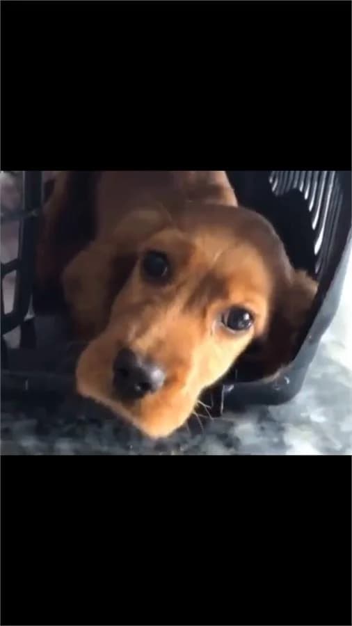 Çöpten Çıktım, Mixed Breed (Yedikule Hayvan Barinagi)