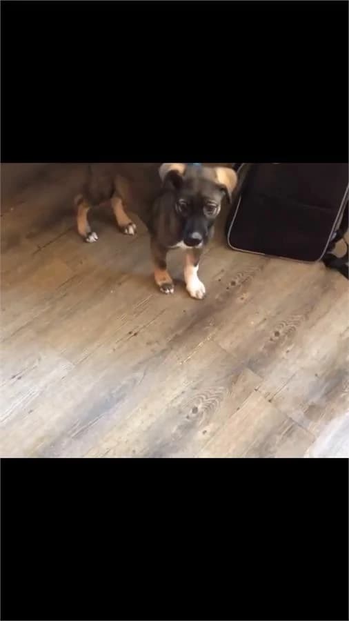 Frida, Mixed Breed (Yedikule Hayvan Barinagi)