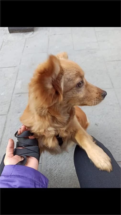 Kuki, Mixed Breed (Yedikule Hayvan Barinagi)