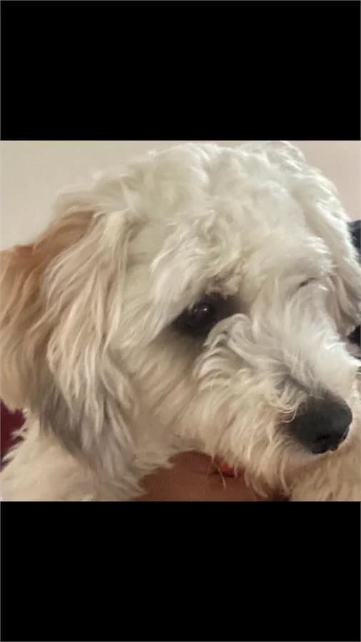 Punch, Mixed Breed (Yedikule Hayvan Barinagi)