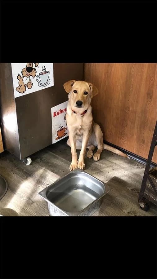Lale Kız, Mixed Breed (Yedikule Hayvan Barinagi)